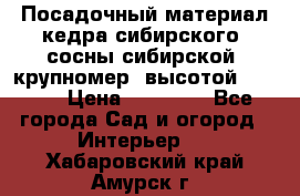 Посадочный материал кедра сибирского (сосны сибирской) крупномер, высотой 3-3.5  › Цена ­ 19 800 - Все города Сад и огород » Интерьер   . Хабаровский край,Амурск г.